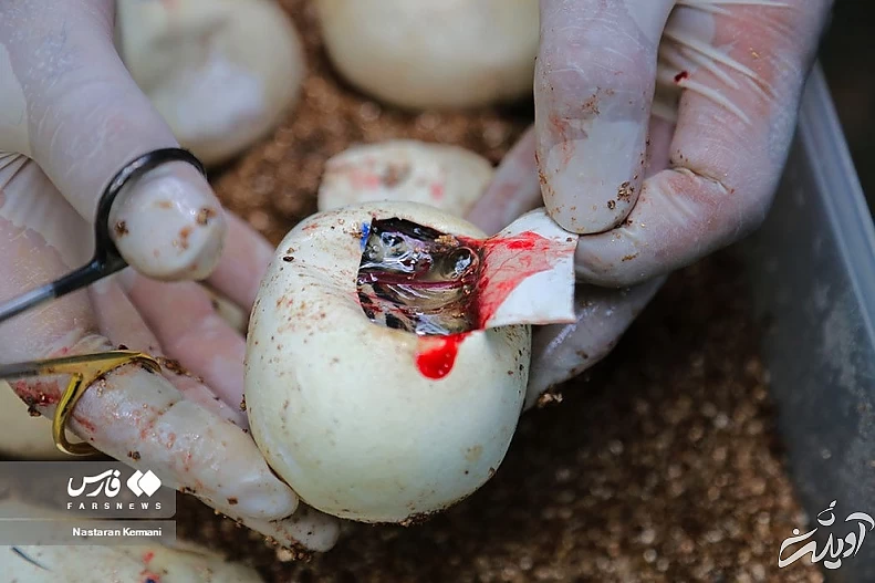 (تصاویر) تولد بچه مارهای پیتون در پارک چمران کرج